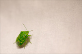 Enlarge photo 148