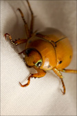 Enlarge photo 151