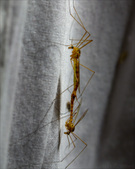 Enlarge photo 158