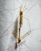 Enlarge photo 161