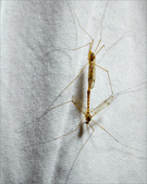 Enlarge photo 162