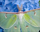 Enlarge photo 179
