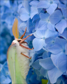 Enlarge photo 180