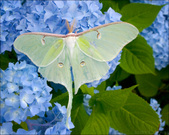 Enlarge photo 181