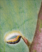 Enlarge photo 185