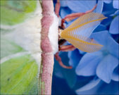 Enlarge photo 192