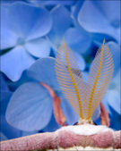 Enlarge photo 193
