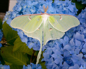 Enlarge photo 197