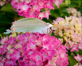Enlarge photo 203