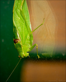 Enlarge photo 205
