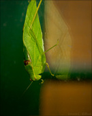 Enlarge photo 207