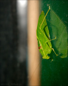 Enlarge photo 209