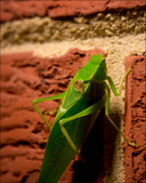 Enlarge photo 211