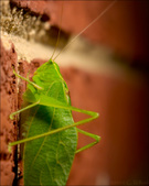 Enlarge photo 213