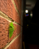 Enlarge photo 215