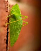 Enlarge photo 218