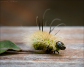 Enlarge photo 223