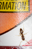Enlarge photo 104
