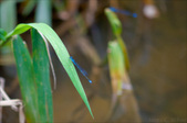 Enlarge photo 110