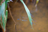 Enlarge photo 111