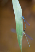 Enlarge photo 113