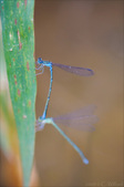 Enlarge photo 114