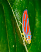 Enlarge photo 245