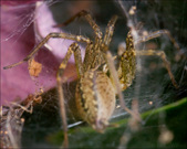 Enlarge photo 248