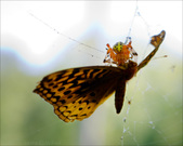 Enlarge photo 130