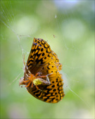 Enlarge photo 132