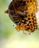 Enlarge photo 133