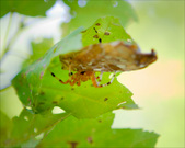 Enlarge photo 135
