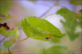 Enlarge photo 136