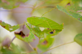 Enlarge photo 137