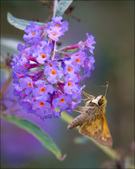 Enlarge photo 115