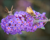 Enlarge photo 116
