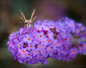 Enlarge photo 117