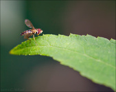 Enlarge photo 122