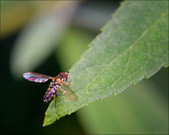 Enlarge photo 124