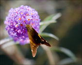 Enlarge photo 125