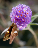 Enlarge photo 126
