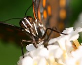 Enlarge photo 36