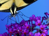 Arthropods