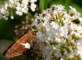 Enlarge photo 37
