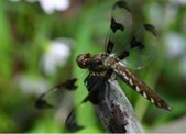 Enlarge photo 10
