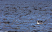 Enlarge photo 159