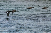 Enlarge photo 162