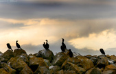 Enlarge photo 163