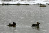 Enlarge photo 55