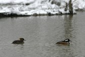 Enlarge photo 56